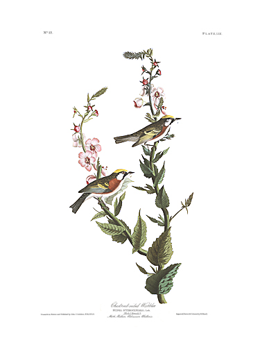 Chestnut-sided Warbler